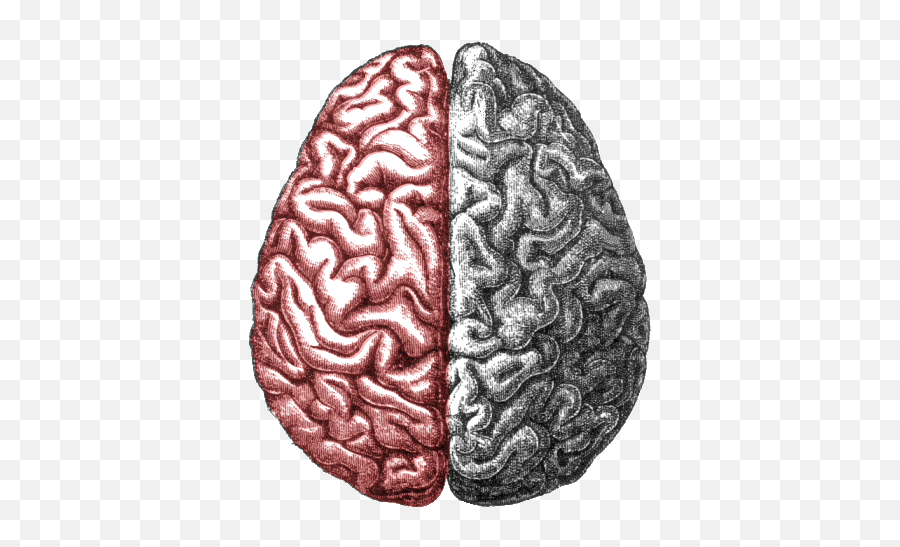 Top Brain Stickers For Android U0026 Ios Gfycat - Longitudinal Fissure Emoji,Left Brain Right Brain Emotion