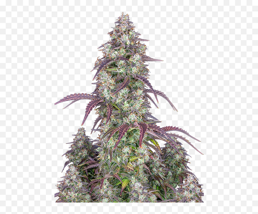 Lemon Pie Auto Fastbuds Strain Info - Lemon Pie Auto 420 Fast Buds Emoji,Nuting Emoticon