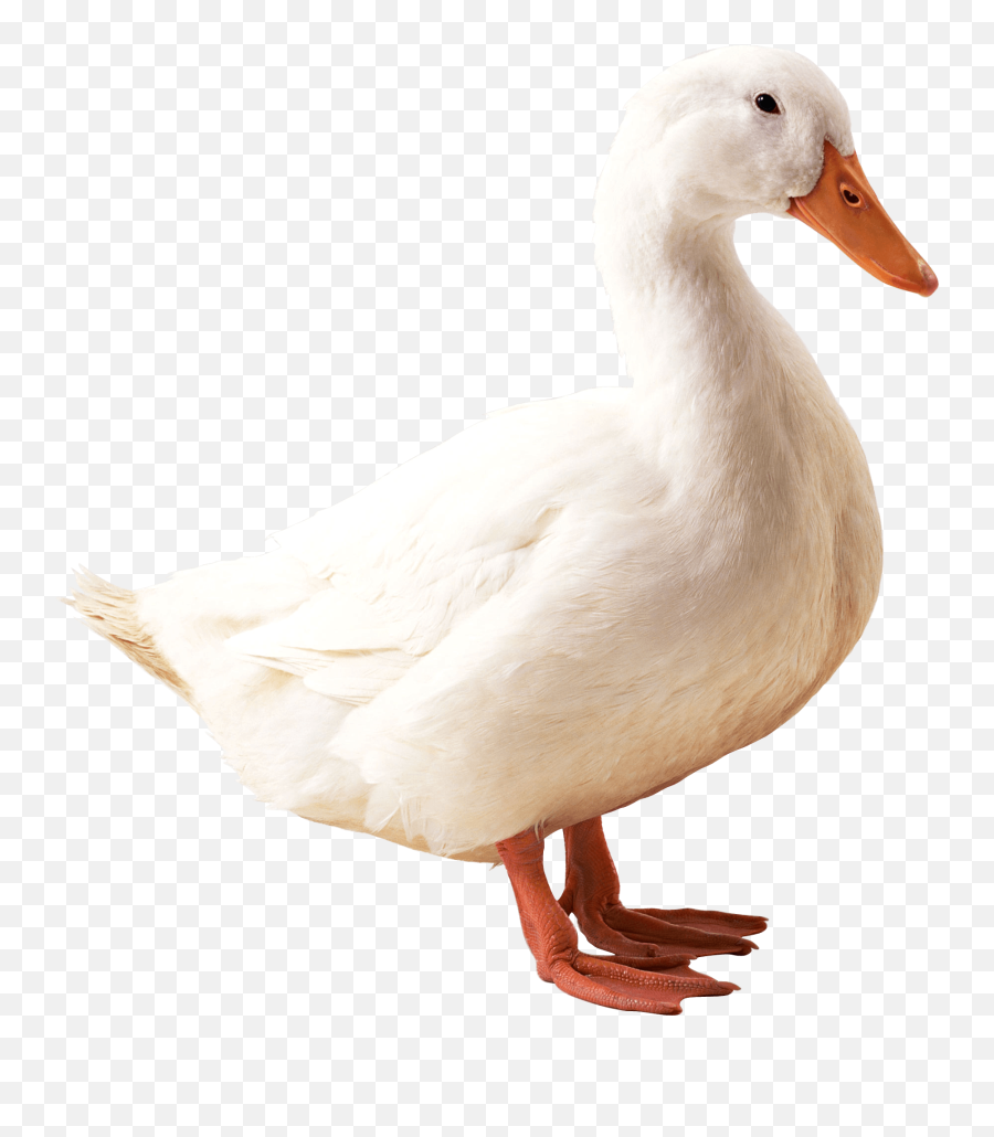 Duck Png Photos - Duck Png Emoji,Duck Emoji No Background