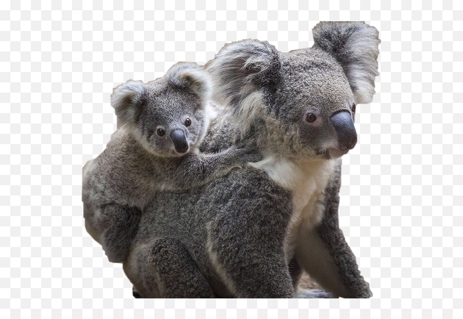 Koala Koalabear Cute Cutekoala Sticker - Soft Emoji,Koala Bear Emoji