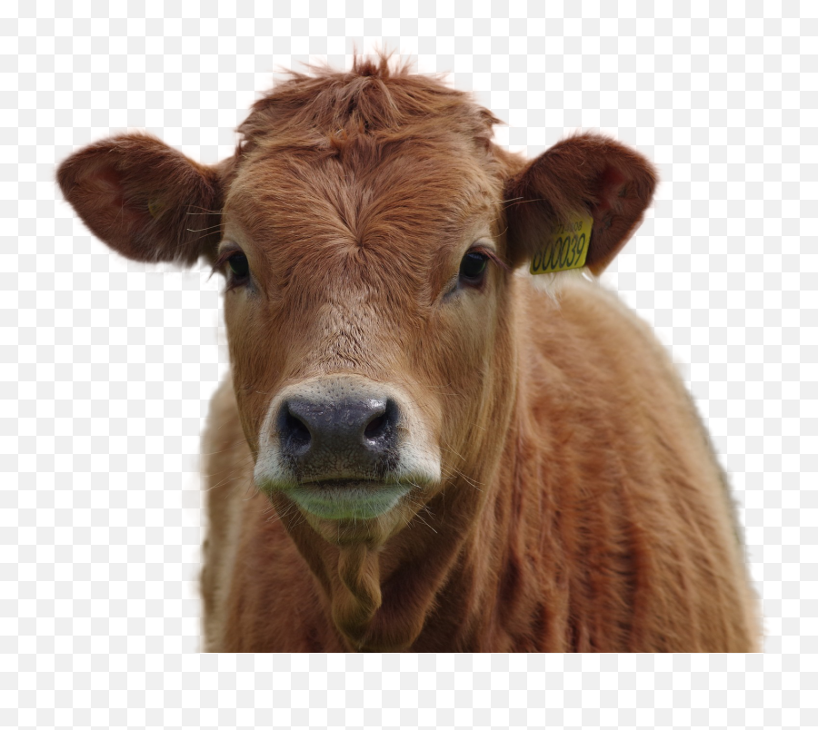 Cow Png Download Image Png Arts - Transparent Cow Head Png Emoji,Cow Emojis Png