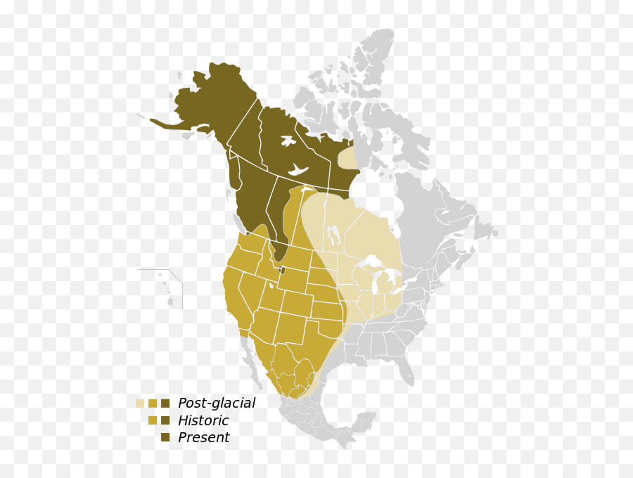 Grizzly Bears To Return To California - Snowbrains Emoji,Emotion Tamarack 12 Foot