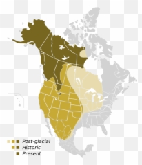 Grizzly Bears To Return To California - Snowbrains Emoji,Emotion Tamarack 12 Foot