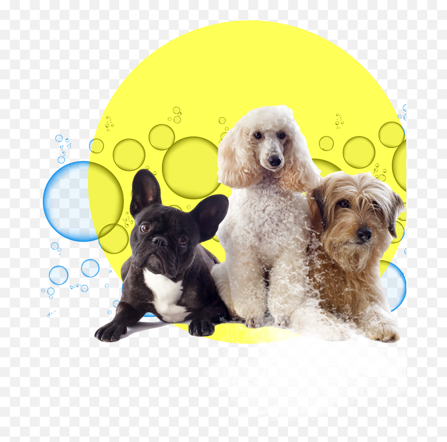 Splash Car Wash Emoji,Emoticon French Bulldog