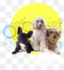Splash Car Wash Emoji,Emoticon French Bulldog