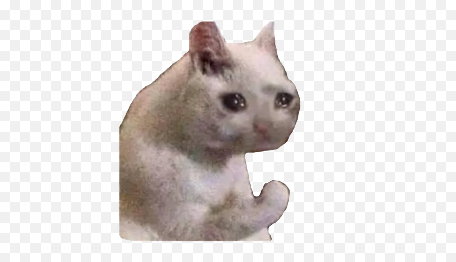 Cursed Cats By Rookie - Sticker Maker For Whatsapp Emoji,3336 Confused Cat Emoji