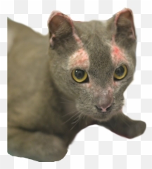 The Humane Society Of Harford County - Korat Emoji,Relaxed Kitty Emoticon