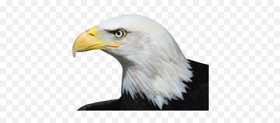 Free Bald Eagle Bird Photos - Bald Eagle Transparent Emoji,The Emotions Of Eagles