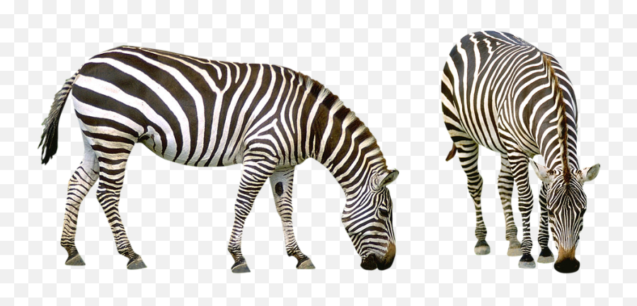 Free Photo Zoo Animals Zebra Africa - Zebra Transparent Background Emoji,Emotions In Zoo Animals