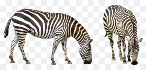 Free Photo Zoo Animals Zebra Africa - Zebra Transparent Background Emoji,Emotions In Zoo Animals