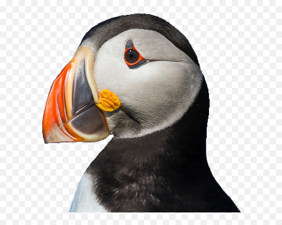 The Most Edited - Atlantic Puffin Emoji,Puffin Emoji