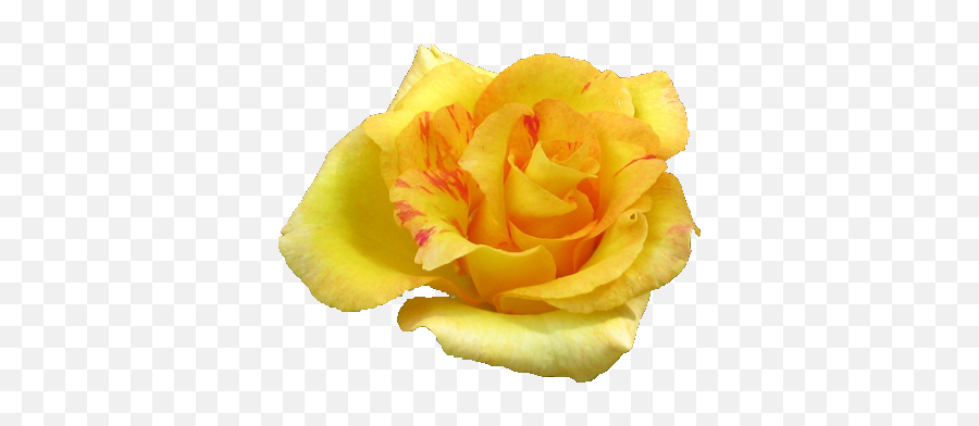 Yellow Rose Flowers Png Pic - Rose Yellow Flowers Png Emoji,Yellow Rose Emoji