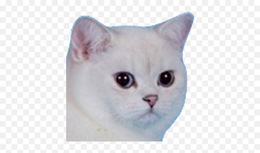 Download 156kib 800x450 Bielo U003d - Don T Let Dumb Boys Angry White Cat Meme Emoji,Control Your Emotions