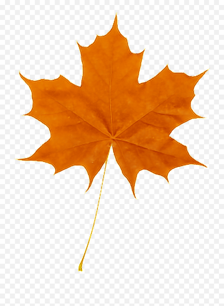 Autumn Leaf Sticker By - Norway Maple Vs Sugar Maple Emoji,Fall Leaf Emoji