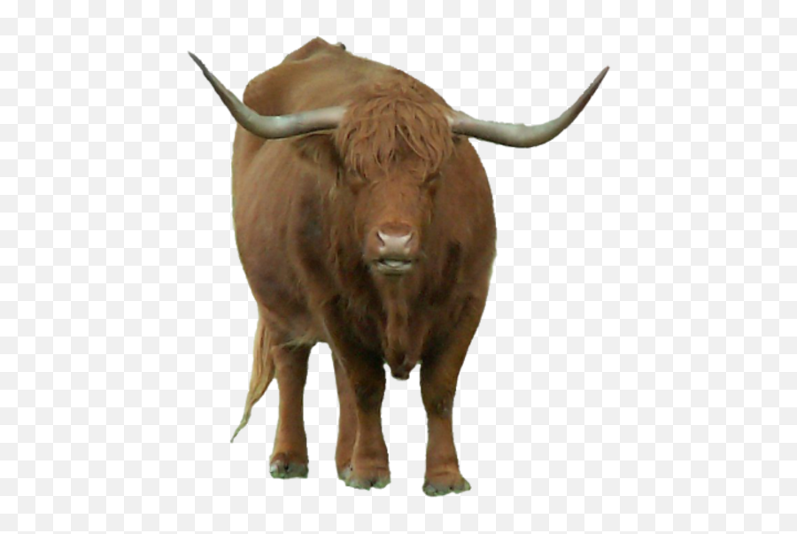 Most Viewed - Animal Horns Png Bull Emoji,Longhorn Emoji