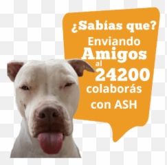 Ash Sms - Collar Emoji,Pit Bull Emoji