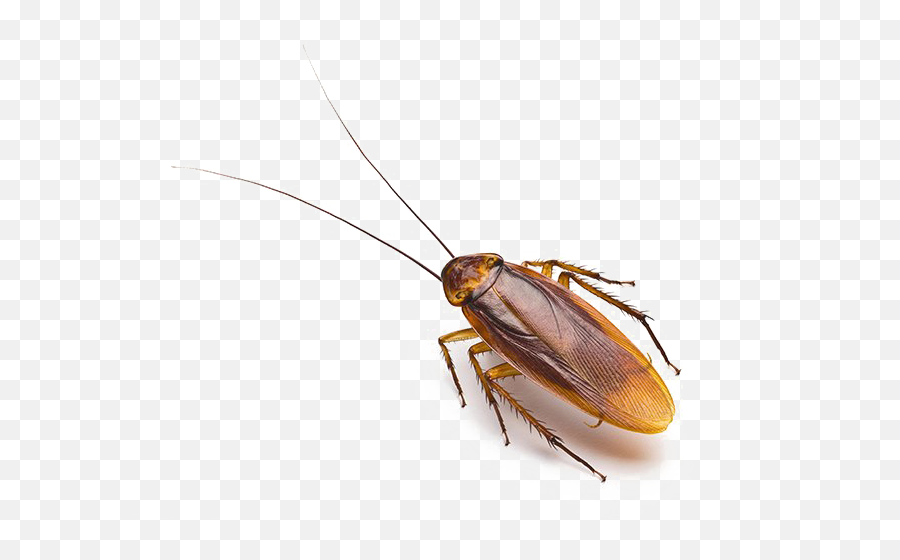 Cockroach Allergens Clipart - Cockroach Png Emoji,Cockroach Emoji