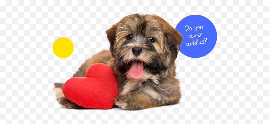 Pet Insurance Plans From Pumpkin - Feliz Día De San Valentín Perros Emoji,Dog Dog Heart Emoji Puzzle
