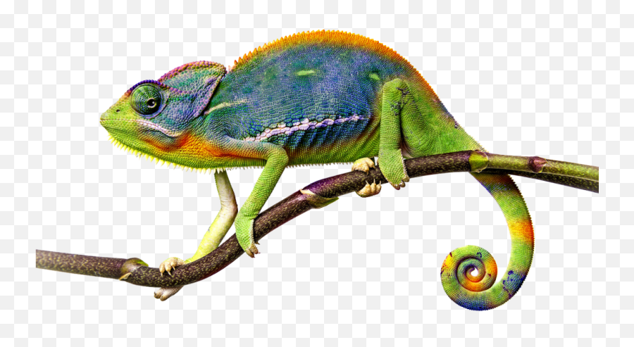 Reptiles Png - Chameleon Png Emoji,Chameleon Emoji