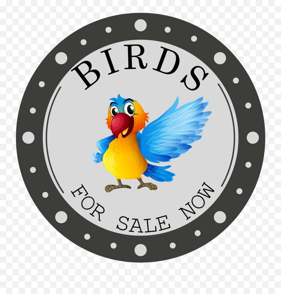 Congo African Grey For Sale - Birds For Sale Now 5 Tipos De Aves Diferentes Emoji,African Grey Sensitive Emotions