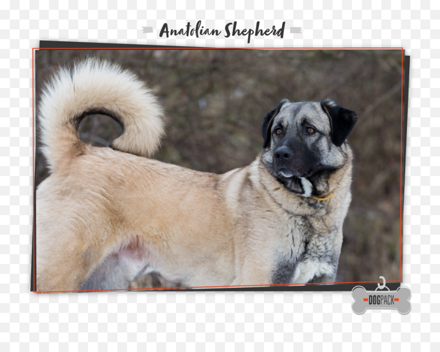 Worlds Largest Dog Breeds To Snuggle - Anatolian Shepherd Dog Emoji,Caucasian Mountain Shepherd Puppy Emoticon