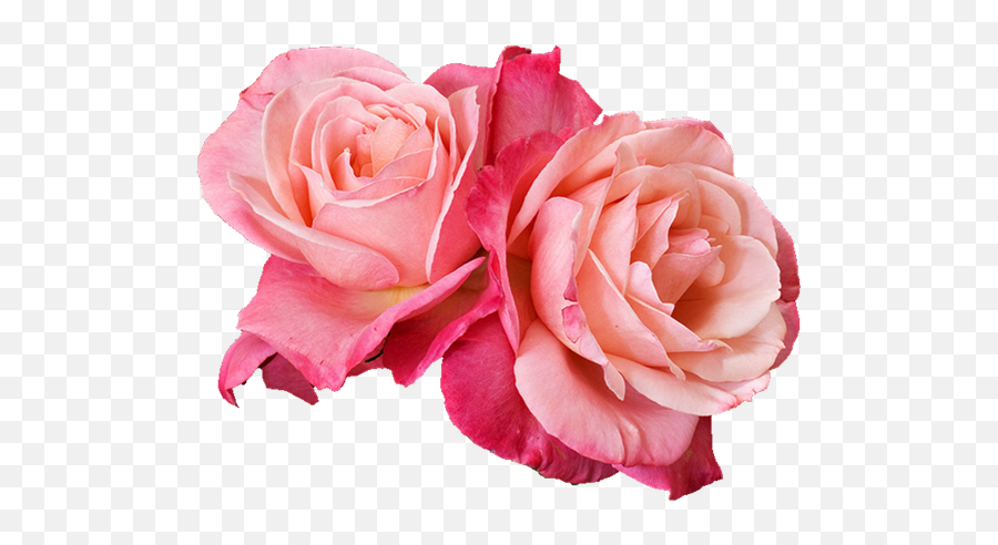 Pin By Bipin Singh On Emoji Png Rose Flowers Floral,Rose Emoji