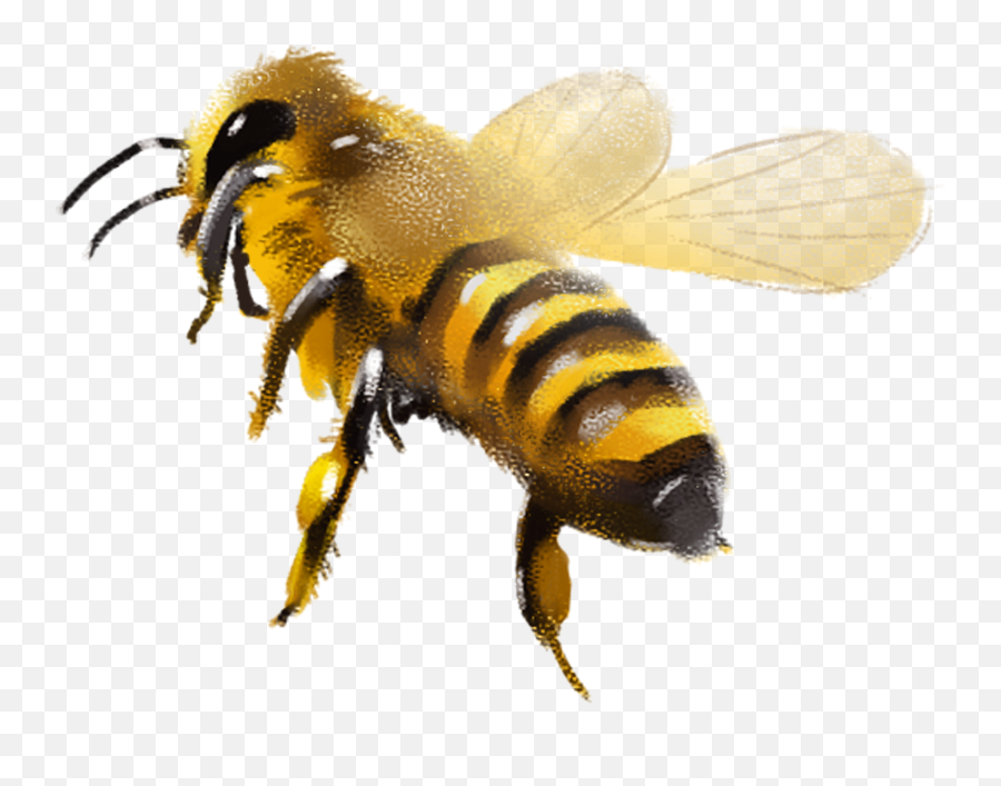 The Most Edited Honey Picsart - Honey Bee Picsart Png Emoji,Emoji For The Green Hornet