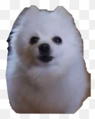 Popular And Trending - Japanese Spitz Emoji,Bork Emoji