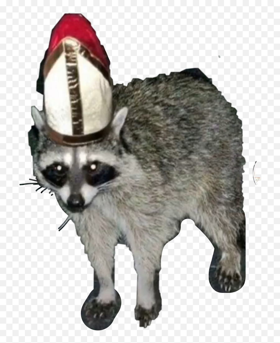 Discover Trending - Raccoon Pope Emoji,Raccoon Youtube Emoji