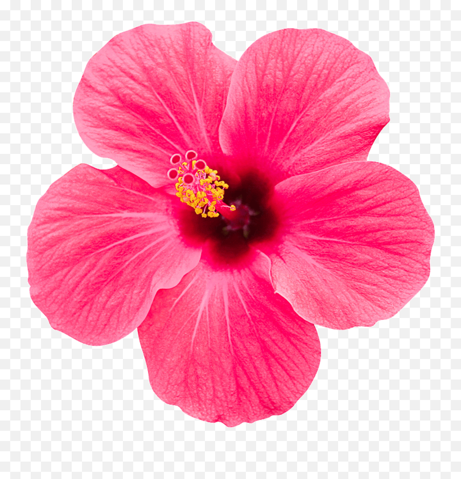 Tag For Flower Malaysia Hibiscus Gif By Digi Find Share On - Hawaiian Hibiscus Emoji,Zte Grand X Emojis