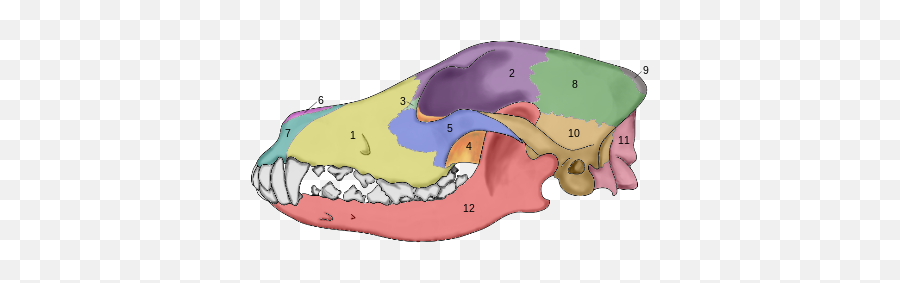 Evolution Of The Wolf - Dog Skull Anatomy Colored Emoji,Eastern Timberwolf Emotions