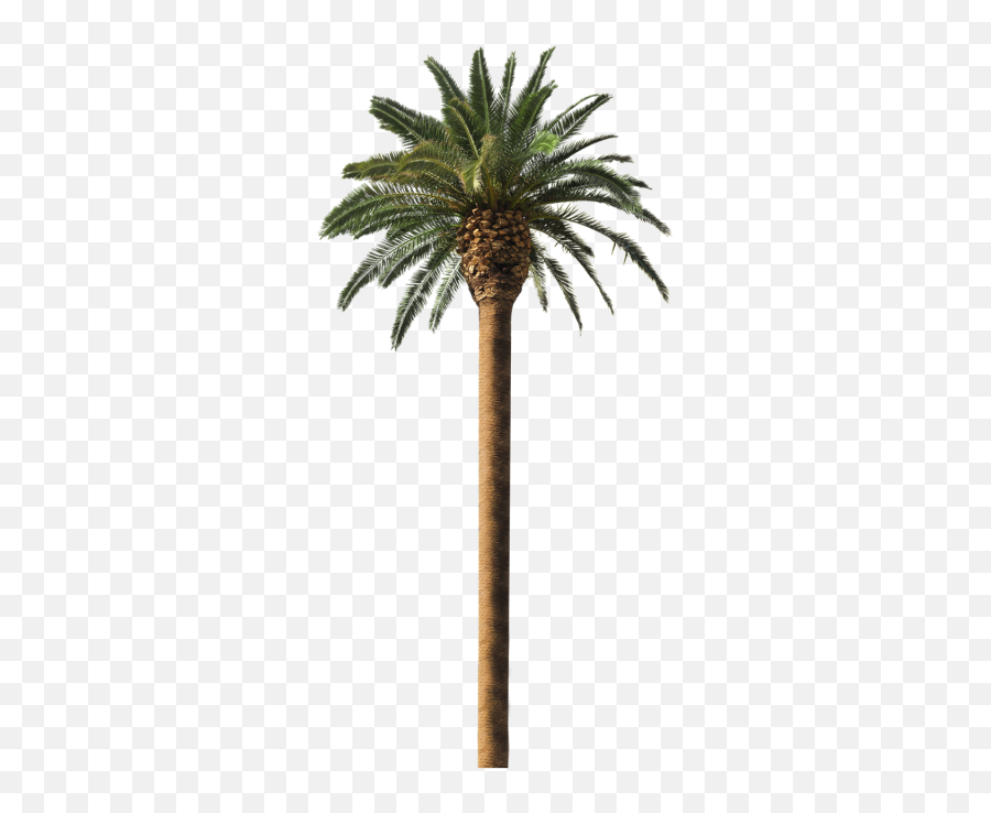 Date Palm Free Png Transparent Image - Transparent Date Palm Png Emoji,How To Make A Palm Tree Emoticon