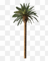 Date Palm Free Png Transparent Image - Transparent Date Palm Png Emoji,How To Make A Palm Tree Emoticon