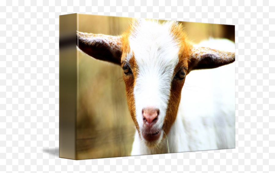 Too Cute Baby Goat - Picture Frame Emoji,Jumping Goat Emoji
