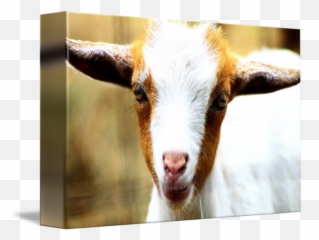 Too Cute Baby Goat - Picture Frame Emoji,Jumping Goat Emoji