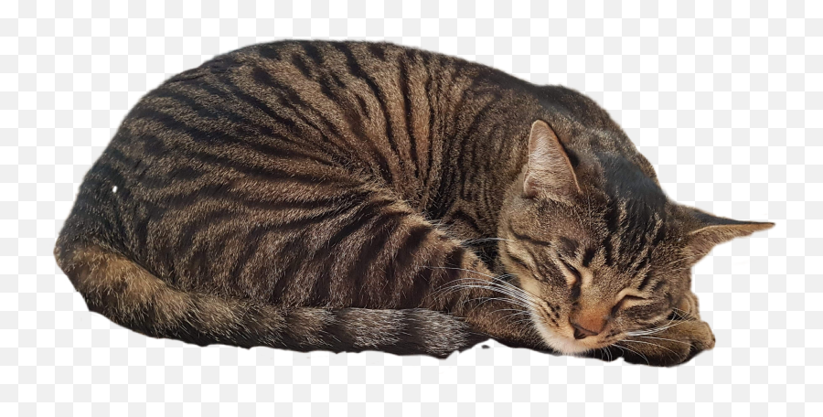 Popular And Trending Sleeping Cat Stickers Picsart - Tabby Cat No Background Emoji,Sleeping Cat Emoji