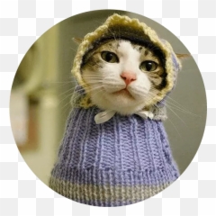 Funny Cat Stickers Animated By Jamila Moutji - Cat Apparel Emoji,Knititng Emojis For Iphone