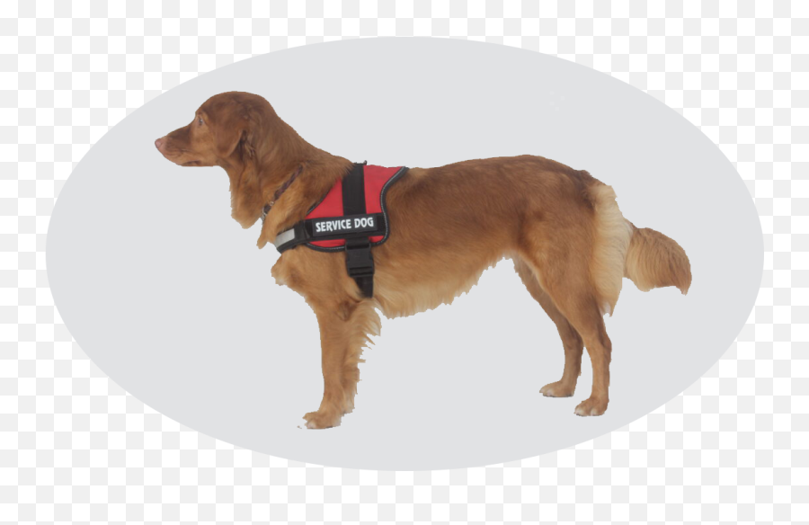 Laberker Help Stop The Fraudulent Service Dogs Emoji,Emotion Support Dog Vest