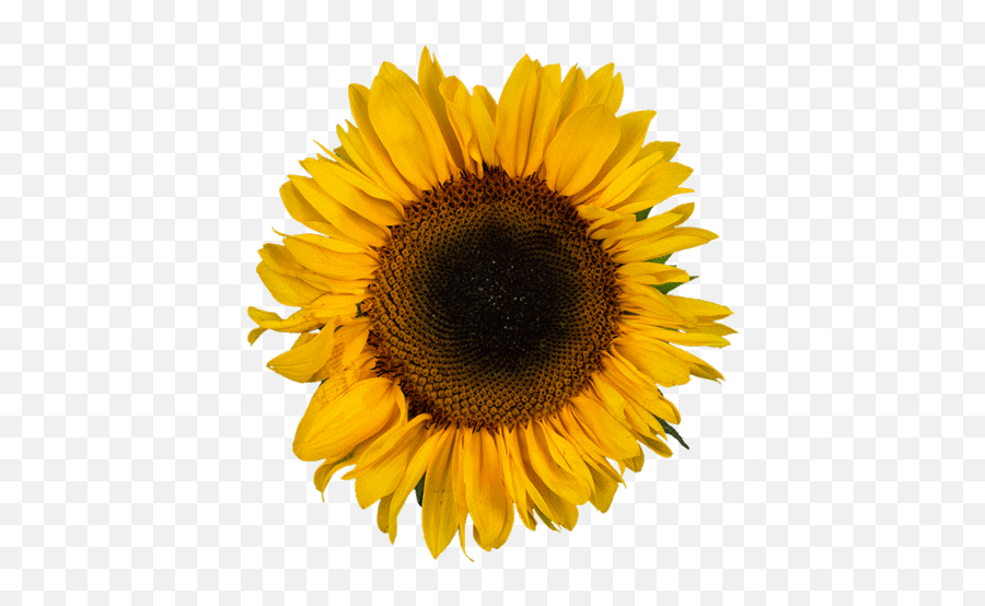Name These L Words Baamboozle Emoji,Free Sunflower Emojis