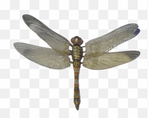 Free Clipart Dragonfly Free Dragonfly - Dragonfly Png Emoji,Dragonfly Emoji