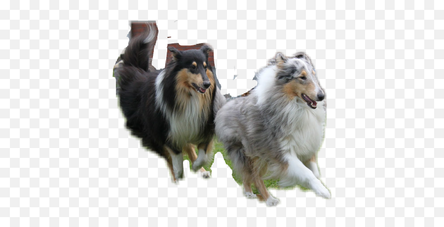 Ghj Sticker - Rough Collie Emoji,Sheltie Emoji