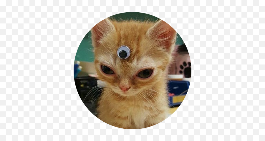 Social Search - Discover Accounts Across Multiple Mastodon Domestic Cat Emoji,Vampirefreaks Emojis