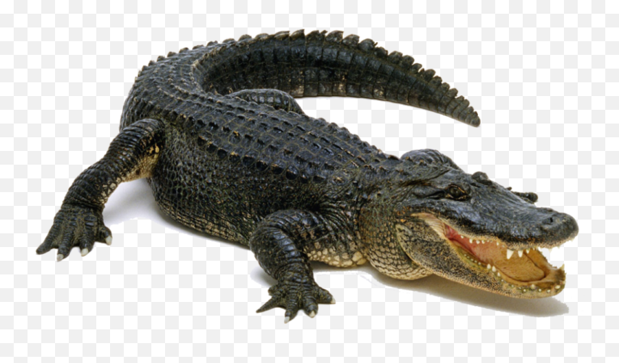 American Alligator - Alligator Png Emoji,Android Alligator Emoji