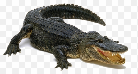 American Alligator - Alligator Png Emoji,Android Alligator Emoji