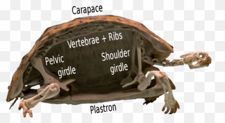 Turtle - Turtle A Vertebrate Emoji,Tucker Turtle Emojis