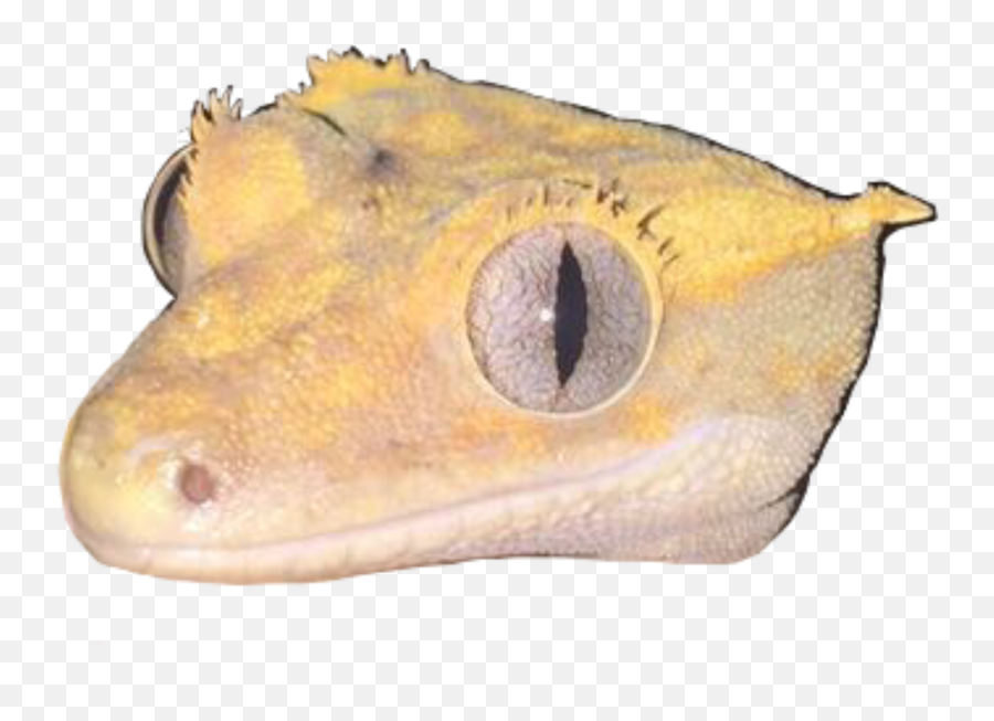 The Most Edited Crestedgecko Picsart - Gecko Emoji,What Does Color Say About Crested Geckos Emotion