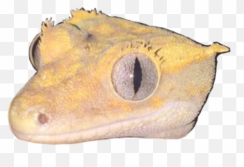The Most Edited Crestedgecko Picsart - Gecko Emoji,What Does Color Say About Crested Geckos Emotion