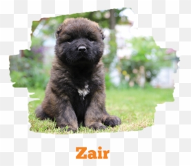 Titans - Chow Chow Emoji,Caucasian Mountain Shepherd Puppy Emoticon