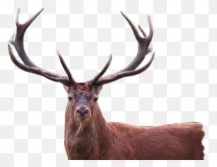 Vanado Sticker By Rodolfo Emoji,Deer Emojis Android