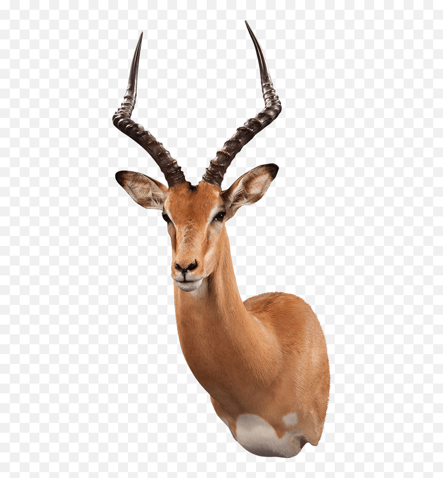 Grysbok Gb101 Our Work - Kanati Studio Emoji,Emoji Buck Animal